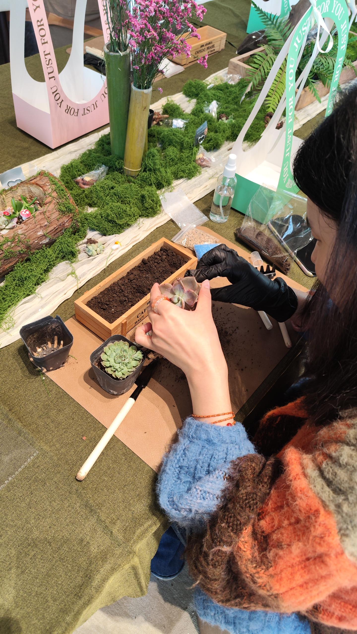 多肉植物团建 现场图