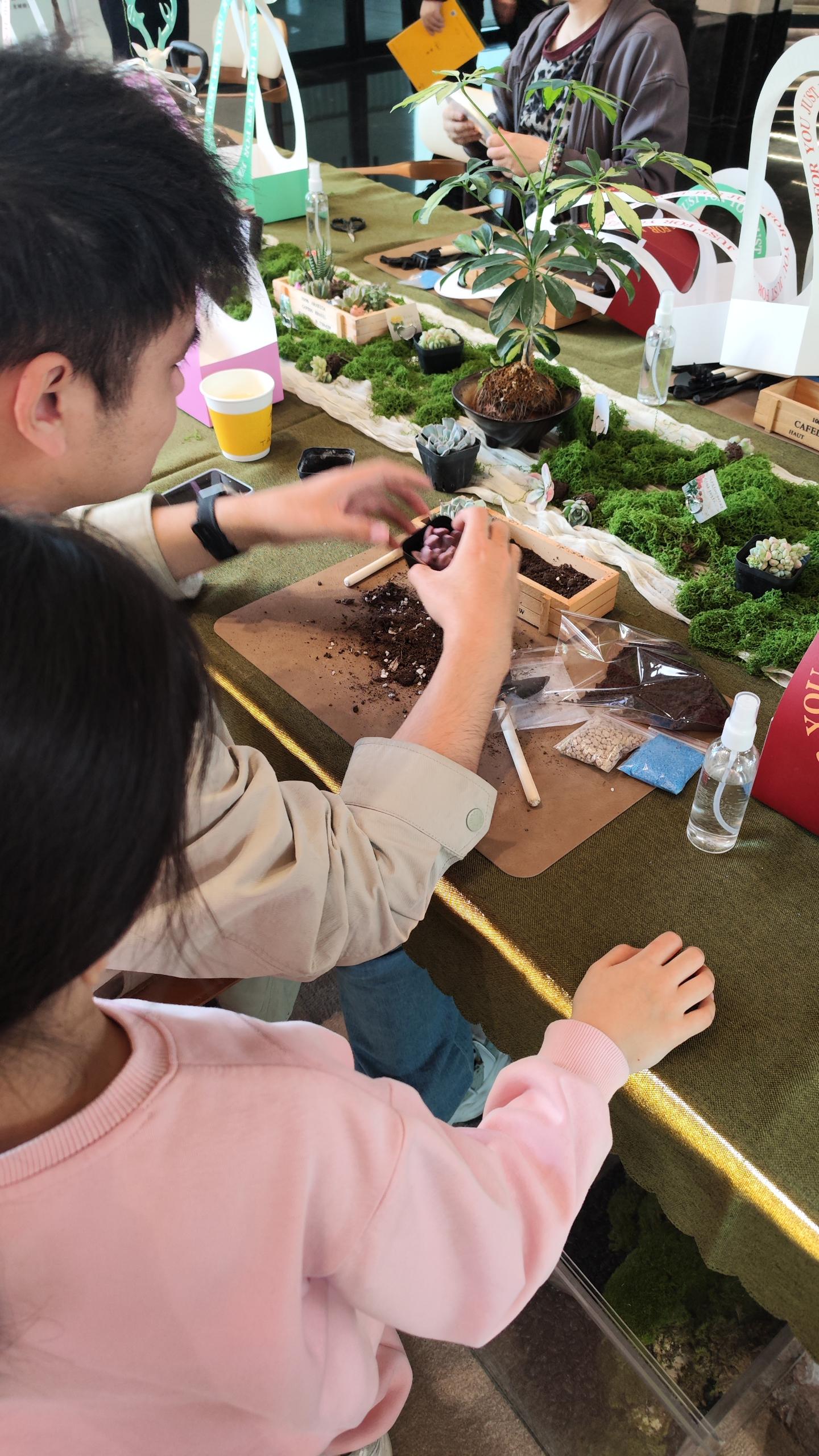 多肉植物团建